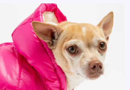 Dog Apparel
