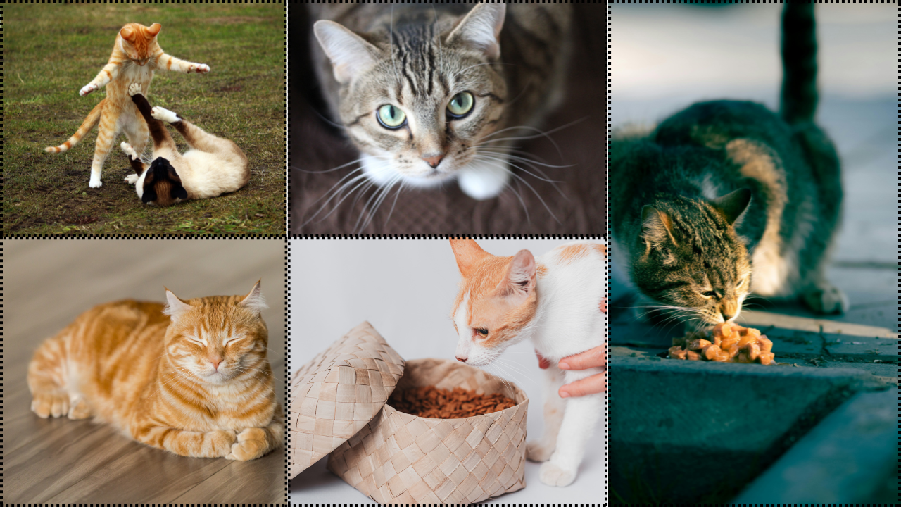 Cat's Fresh Meal Plan